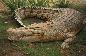 Northern Tuatara