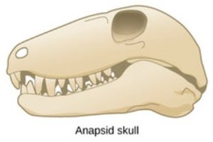 Anapsid skull