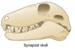 Synapsid skull