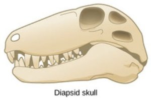 Diapsid skull