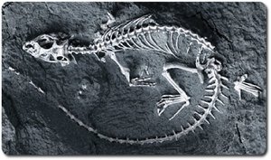 Fossil skeleton of Hylonomus
