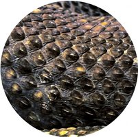 Close-up of reptile scales