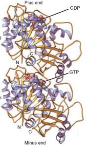 Tubulin dimer structure with GTP and GDP at plus and minus ends