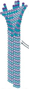 Microtubule dynamic instability: growth and shrinkage