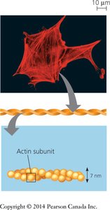 Actin filament structure and actin subunits