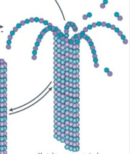 Microtubule dynamic instability: shrinkage