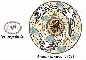 Comparison of prokaryotic and eukaryotic cells