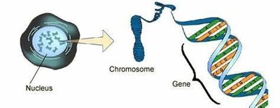 Relationship between nucleus, chromosome, and gene