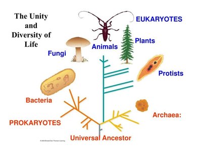 Unity and diversity of life phylogenetic tree