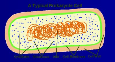 Diagram of a typical prokaryotic cell