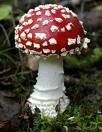 Example of a fungus: mushroom