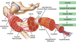 Skeletal muscle hierarchy and structure