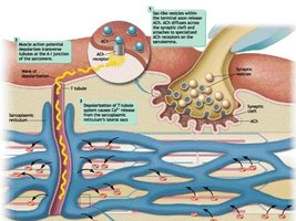 Excitation-contraction coupling: action potential, Ca2+ release
