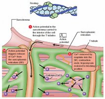 Calcium release and binding to troponin