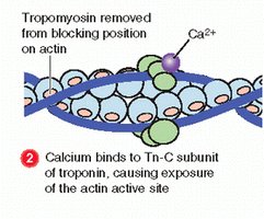 Calcium binding to troponin exposes actin binding sites