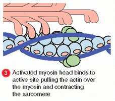 Myosin head binds to actin, initiating contraction