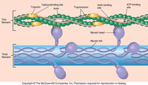 Troponin, tropomyosin, and actin regulation