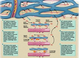 Cross-bridge cycle and ATP involvement