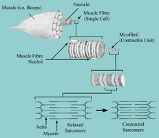Muscle fiber structure post-injury