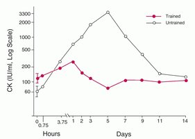 CK levels in trained vs untrained individuals after exercise