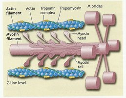 Sarcomere structure with actin, myosin, troponin, and tropomyosin