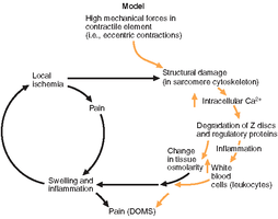 Model of contraction-induced muscle injury and inflammation