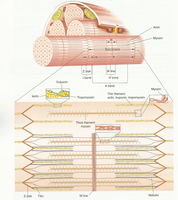 Detailed sarcomere organization and filament arrangement