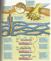 Neuromuscular junction and synaptic transmission