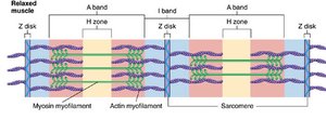Relaxed sarcomere structure