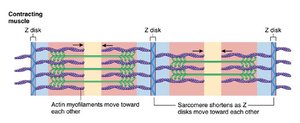 Contracting sarcomere with actin sliding over myosin