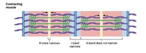 Contracting muscle: H zone and I band narrow