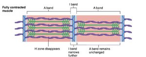 Fully contracted muscle: H zone disappears, I band narrows
