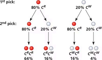 Probability tree for Hardy-Weinberg genotype frequencies