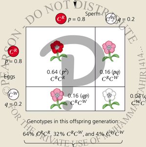 Punnett square showing Hardy-Weinberg genotype frequencies