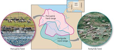 Map showing ranges of Porcupine and Fortymile caribou herds