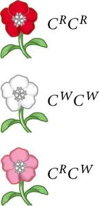 Flower phenotypes for CRCR, CWCW, and CRCW genotypes