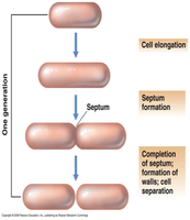 Mechanisms of genetic recombination in prokaryotes: transformation, transduction, conjugation
