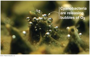 Cyanobacteria releasing oxygen bubbles during photosynthesis