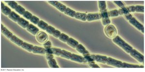 Cyanobacteria with heterocysts for nitrogen fixation