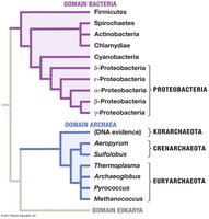 Phylogenetic tree of Bacteria and Archaea