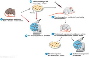 Koch's postulates experimental process