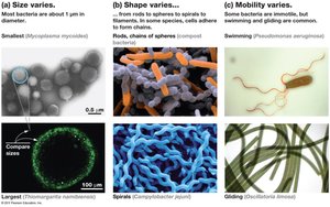 Morphological diversity of prokaryotes: size, shape, and motility