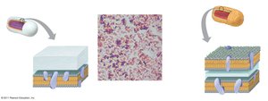 Gram-positive and Gram-negative bacterial cell wall structure