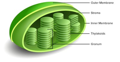 Chloroplast structure diagram