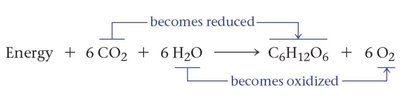 Photosynthesis redox equation
