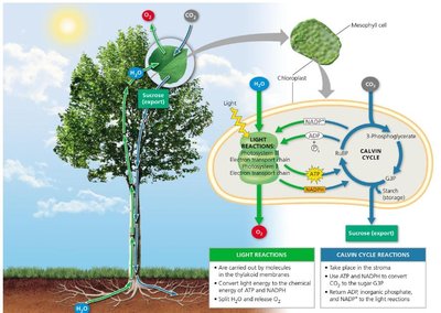 Photosynthesis overview in a tree