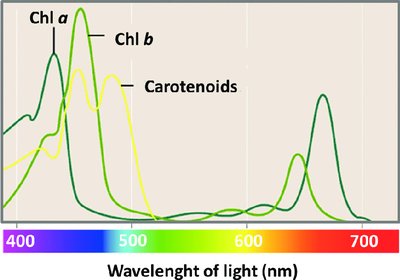 Absorption spectra of chlorophyll a, b, and carotenoids