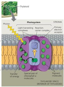 Photosystem structure in thylakoid membrane