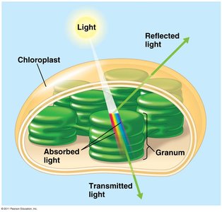 Photosystem diagram