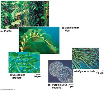 Examples of autotrophs: plants, algae, protists, cyanobacteria, purple sulfur bacteria